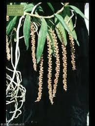 Image result for Diaphananthe lorifolia