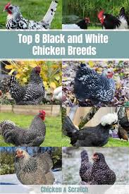 Fancy chickens chickens backyard wyandotte chicken duck breeds coat of many colors chicken breeds raising chickens coq animals and pets. Top 8 Black And White Chicken Breeds