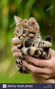 African Black Footed Cat Felis Nigripes High Resolution Stock Photography  And Images - Alamy