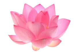 Work Sweat Achieve Lotus Pink Lotus Watercolor Lotus