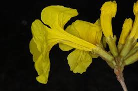 Image result for Handroanthus chrysotrichus