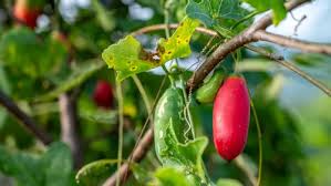 Image result for Coccinia sp. A