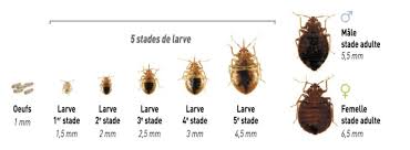 Check spelling or type a new query. Punaises De Lit Comment Prevenir L Infestation Site Officiel De La Ville De Pierrefitte Sur Seine