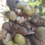 Image result for Ficus saussureana