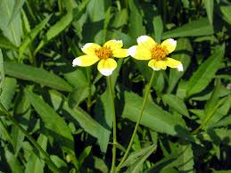 Image result for Bidens steppia
