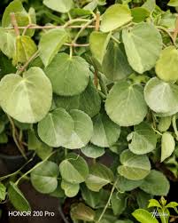 Image result for Cissus rotundifolia