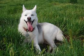 Mostrando los cachorros en españa en venta del 1 al 15. Husky Siberiano Cuidados Caracteristicas Y Curiosidades
