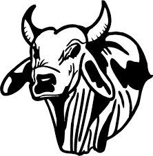 A beginner's guide to showing cattle. Brahman Coloring Page Coloring Pages Drawing Images Drawings Bull Pictures