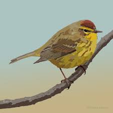 Palm Warbler