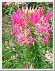 Late spring through fall height/spread: Deer Resistant Annuals Graceful Gardens