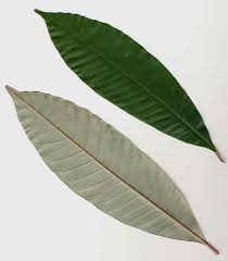 Image result for Chrysophyllum gorungosanum