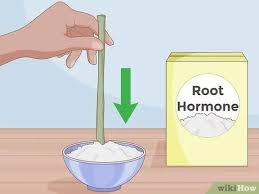 The plant actually makes it's own hormone. How To Clone Plants 11 Steps With Pictures Wikihow