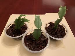 Image result for cactus cuttings