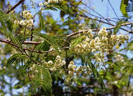 Image result for Acacia pentagona