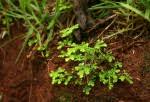 Image result for Selaginella goudotiana