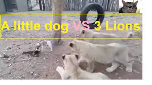 lion vs dog real fight a little dog vs 3 lions robo war cani