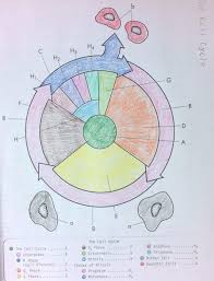 Student exploration moles answer key. Cell Cycle Coloring Worksheet 3 1 Cell Cycle Color Worksheets The Cell Cycle