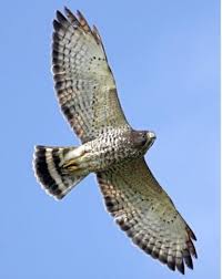 Birds Native To Northeast Ohio Identifying All 21 Ohio Birds Of Prey Bald Eagles To Peregrine Falcons Ohio Birds Birds Of Prey Birds