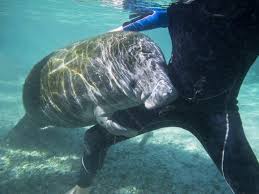 Snorkeling and shore scuba dive tours. Animales Entranables Manati