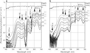 A Niche For Cyanobacteria Producing Chlorophyll F Within A Microbial Mat The Isme Journal