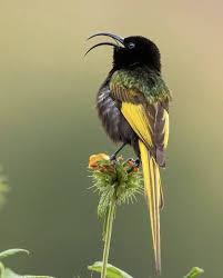 Image result for Phragmanthera dschallensis