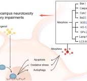 20- Deoxyingenol attenuate morphine-induced hippocampus ...