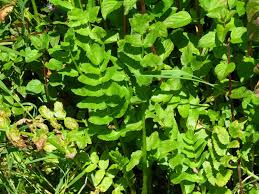 Image result for Berula erecta