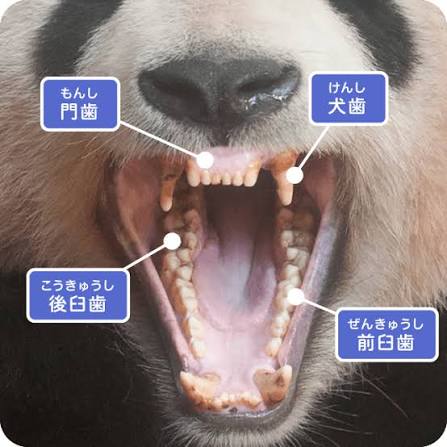 かむかむ いきもの塾 ジャイアントパンダ｜「歯の学校」 WEBで学ぶ、歯と口の健康。｜日本歯科医師会