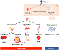 frontiers protein quality control and the amyotrophic