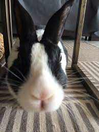 curious dutch bunny zhivotnye krolik