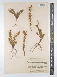 Image result for Antopetitia abyssinica