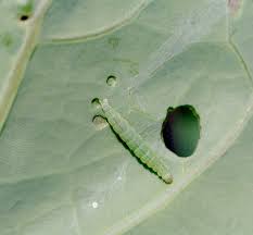 They move with a characteristic. Cabbage Red White Savoy Diseases And Pests Description Uses Propagation