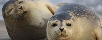 The latest tweets from seal (@seal). Increasing Number Of Seals In The Limfjord And Its Streams Citizens Stakeholders Can Actively Contribute To Better Knowledge Interreg Vb North Sea Region Programme