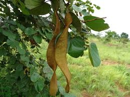 Image result for Piliostigma thonningii