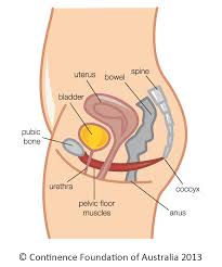 Carry eggs from the ovaries to the uterus. 5 Things You Need To Know About Pelvic Organ Prolapse Brave Pelvic Health