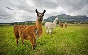 Maybe you would like to learn more about one of these? Do Llamas Really Spit Wonderopolis
