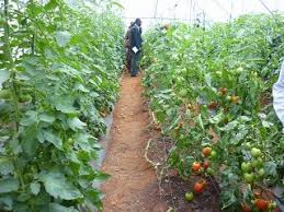 Small Business Ideas List Of Small Business Ideas How To Planting Tomatoes For Business Tomatoes Farming For Business Tomato Farming Tomato Plants Plants