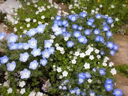 長澤淨美 簡単 タネの直まき 花壇編 花壇 庭のアイデア 花壇 レイアウト