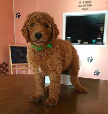 Goldendoodle Labradoodle Labradorretriever Goldenretriever Puppies Puppy Teddybeardog Doodlepuppy Goldendoodle Goldendoodle Breeders Golden Retriever