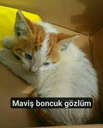 leyla sener adli kullanicinin gunaydin msj panosundaki pin boncuk