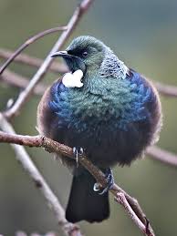Top 10 Tiny Cute Colourful Birds And Their Sounds Colorful Birds Most Beautiful Birds Beautiful Birds