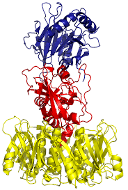 Image result for Typhoid Fever