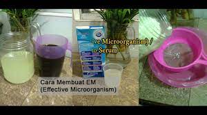 Cara membuat em4 sendiri dengan mudah. Cara Membuat Em Effective Microorganism Youtube