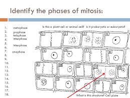Mitosis is preceded by interphase and is divided into four distinct stages the division of the cell in two (cytokinesis) occurs concurrently with the final stage of mitosis (telophase). District Benchmark Review Ppt Video Online Download