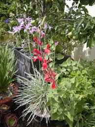 Image result for Tulbaghia alliacea