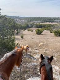 First snowfall, Charli is not sure what to think of it!