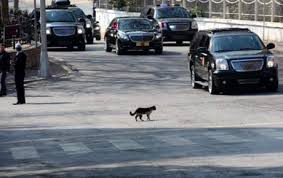 Bir Kedi Miyav Dedi Erdogan In Konvoyu Durdu 21 Mart