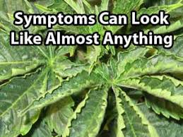 marijuana nutrient problems symptoms by picture grow