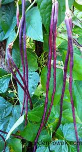 Image result for Vigna umbellata