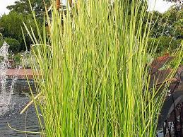 Image result for Eleocharis dulcis